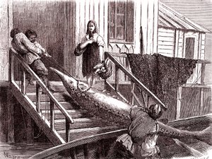 Pesca dello storione sul fiume Volga, Russia. 1867 (incisione)
