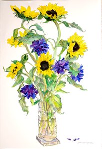 Girasoli Astri