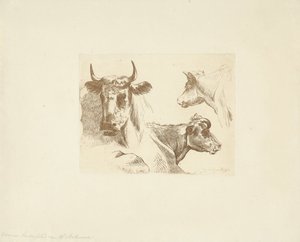 Tre teste di mucca
