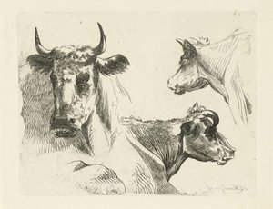 Tre teste di mucca da Jean Zacherie Mazel