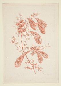 Senza Titolo (Fiori Ideali), da un set di sei