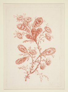 Senza Titolo (Fiori Ideali), da una serie di sei