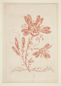 Senza titolo (Fiori ideali), da un set di sei
