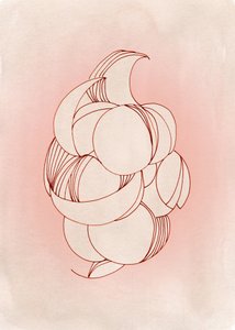 Forme delicate dei petali da Jenja Braun