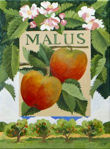 Malus (mela), 2014 (acrilico su tela)