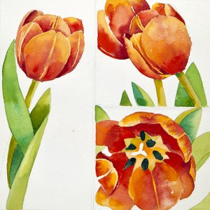 Tre studi di tulipani in una cassaforte, 2013 (acquerello) da Jennifer Abbott