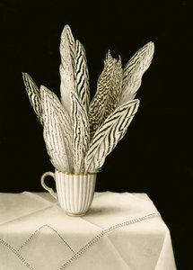Tazza di piume da Jenny Barron