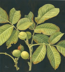 Noce verde