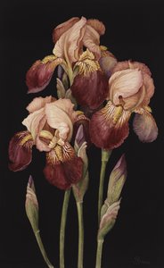 Iris da Jenny Barron