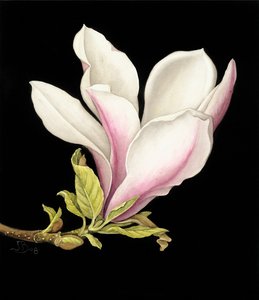 Magnolia da Jenny Barron
