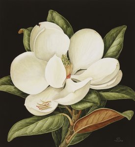 Magnolia Grandiflora da Jenny Barron
