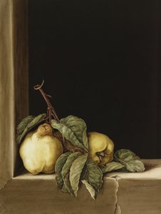 Mele cotogne