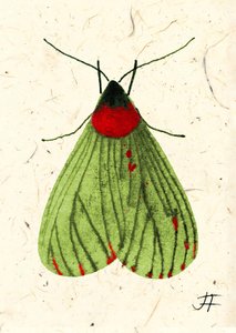 FlyMoth, 2024 (acquerello su carta)