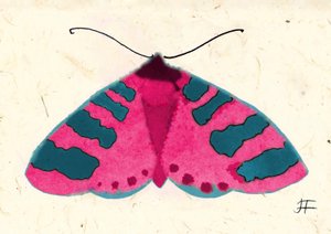 Tignola rosa, 2024 (acquerello su carta