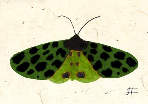 Tiger Moth, 2024 (acquerello su carta)