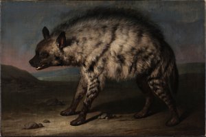 La iena nel menagerie presso il Castello di Frederiksberg da Jens Juel