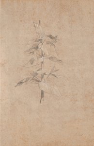Studio di piante
