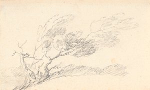 Studio di un albero al vento