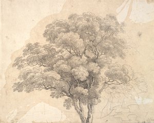 Studio di una chioma d