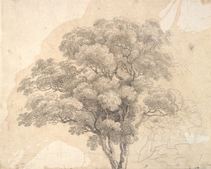 Studio di una chioma d