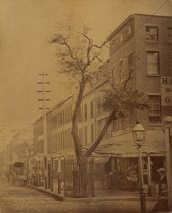 Il pero di Stuyvesant da Jeremiah Gurney