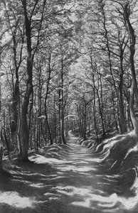 Toscana, faggeta, 2024 (carboncino su carta) da Jerome Glomaud