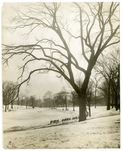 Boston Common e stagno delle rane, vicino all
