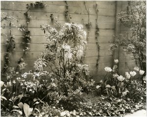 Sig. e Sig.ra John Morgan, 39 W 11 St Centro pianta di Andromeda, Greenwich Village, New York, USA, c.1939-40 da Jessie Tarbox Beals