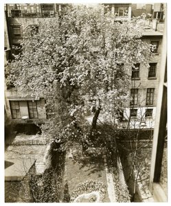 Signora W H Wells 265 W 11th da Jessie Tarbox Beals