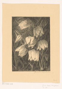 Fiori di fritillaria da Jo van Oosten Slingeland (signed by artist)