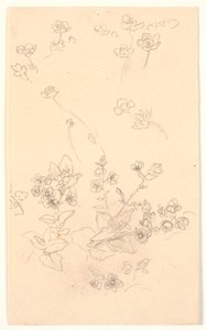 Studi di fiori