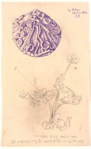 Studio di conchiglia e pianta da Joakim Frederik Skovgaard