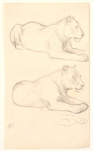 Due studi di leonesse sdraiate da Joakim Frederik Skovgaard