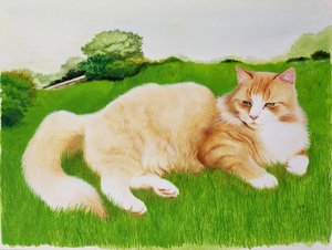 Gatto Rosso nel Campo