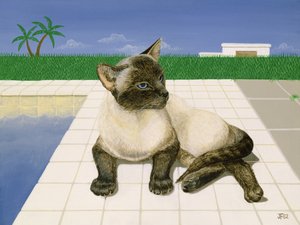 Gatto siamese vicino a una piscina