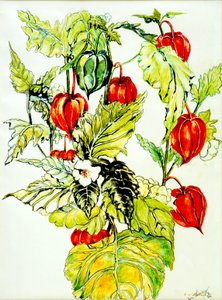Spray di lanterna cinese, 2005 da Joan Thewsey