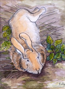 Holly, il coniglio gigante continentale, 2002 da Joan Thewsey