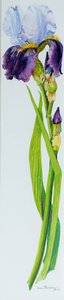 Iris con tre boccioli