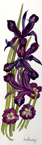 Iris e Primule