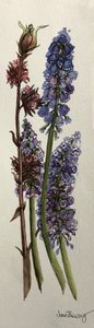 Muscari e Viburnum bodnantense
