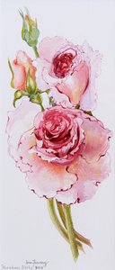 Rose (Abraham Derby) da Joan Thewsey