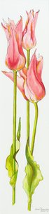Tre tulipani rossi a fiore di giglio Marianne