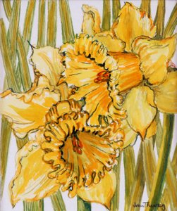 Due Narcisi