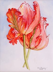 Due Tulipani Frangiati