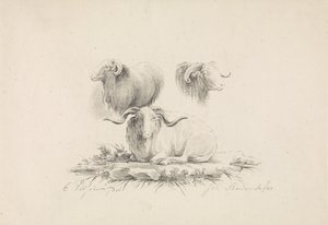 Studi su un ariete