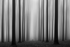 Sentiero nella foresta nebbiosa da Jochen Bongaerts