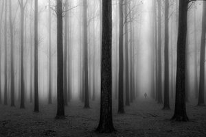 La misteriosa foresta nebbiosa da Jochen Bongaerts