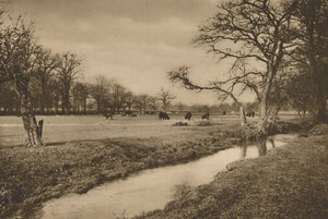 Dove il Beverley Brook serpeggia attraverso il Parco Reale di Richmond da Joel