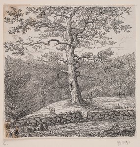 La quercia di Niels Ebbesen a Nørreris da Johan Aagaard