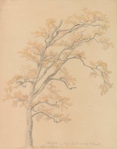 Querce con foglie autunnali, Milicz da Johan Christian Dahl